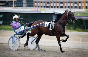 800px-Vienna_-_Trotting_racer_at_the_Krieau_-_6602